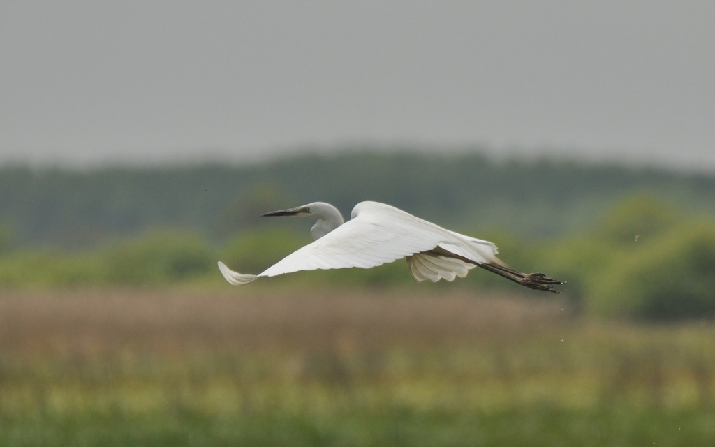 Great Egret - Łukasz Krajewski