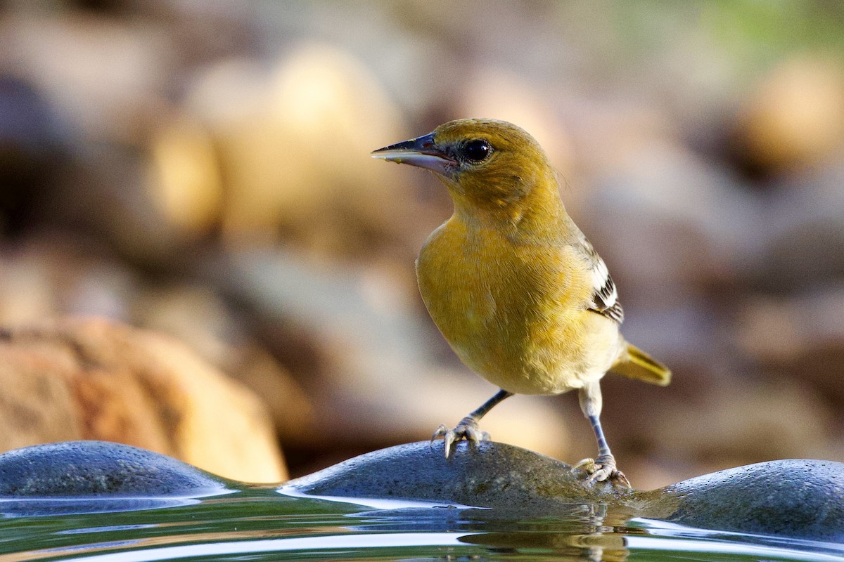 Bullock's Oriole - ML608263848