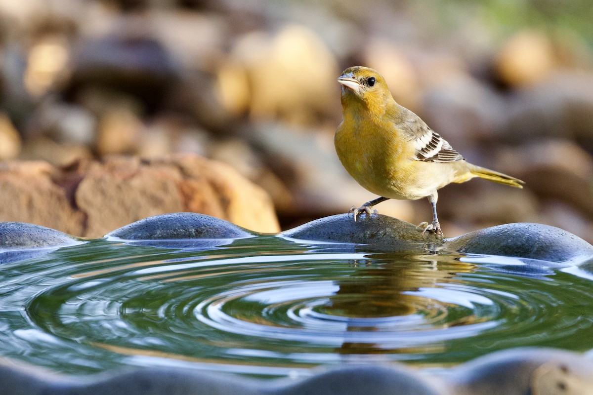 Bullock's Oriole - ML608263850