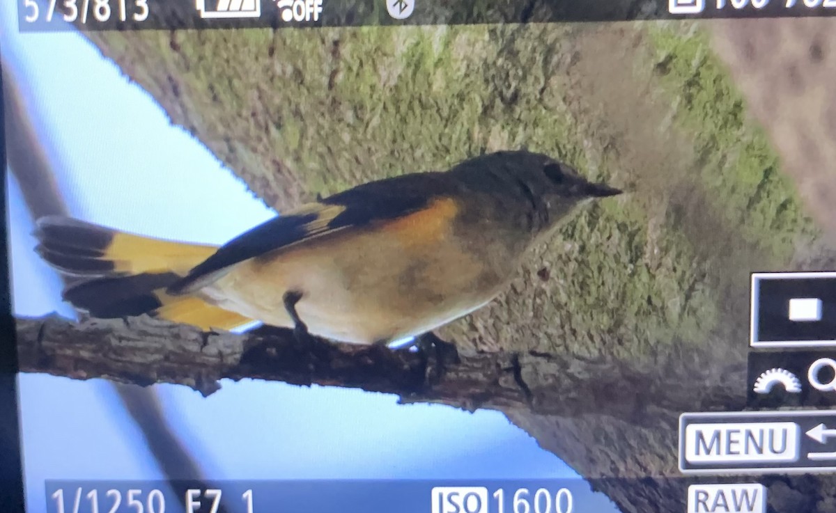 American Redstart - ML608263903