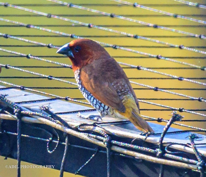 Scaly-breasted Munia - ML608264020