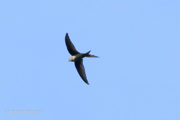 Asian Palm Swift - ML608264079