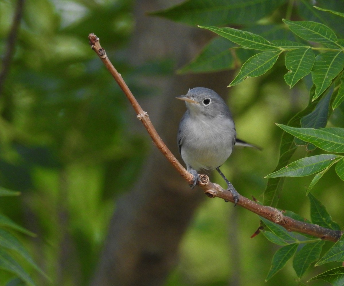 Blue-gray Gnatcatcher - ML608264089