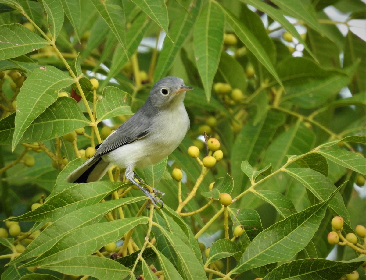 Blue-gray Gnatcatcher - ML608264103