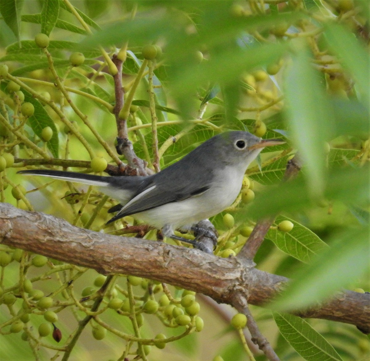 Blue-gray Gnatcatcher - ML608264105