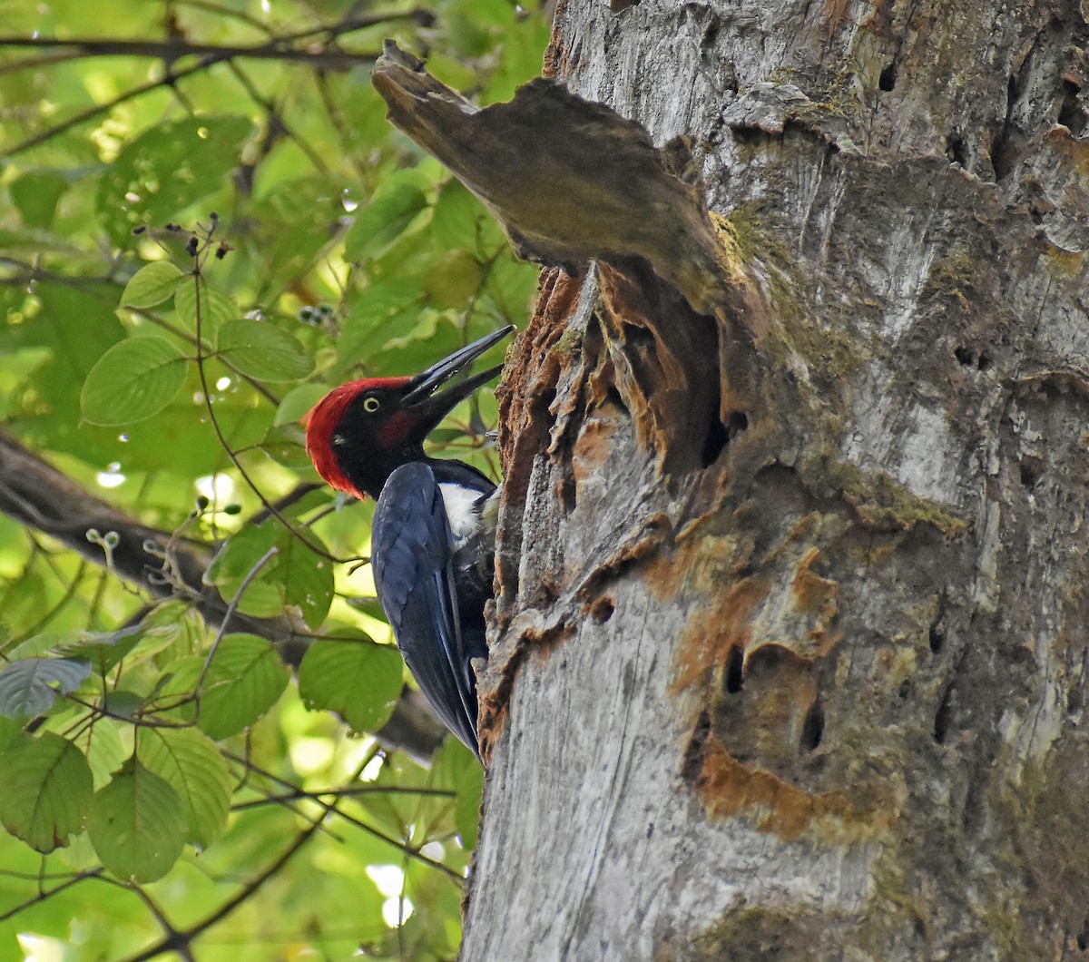 White-bellied Woodpecker - Kausthubh K Nair