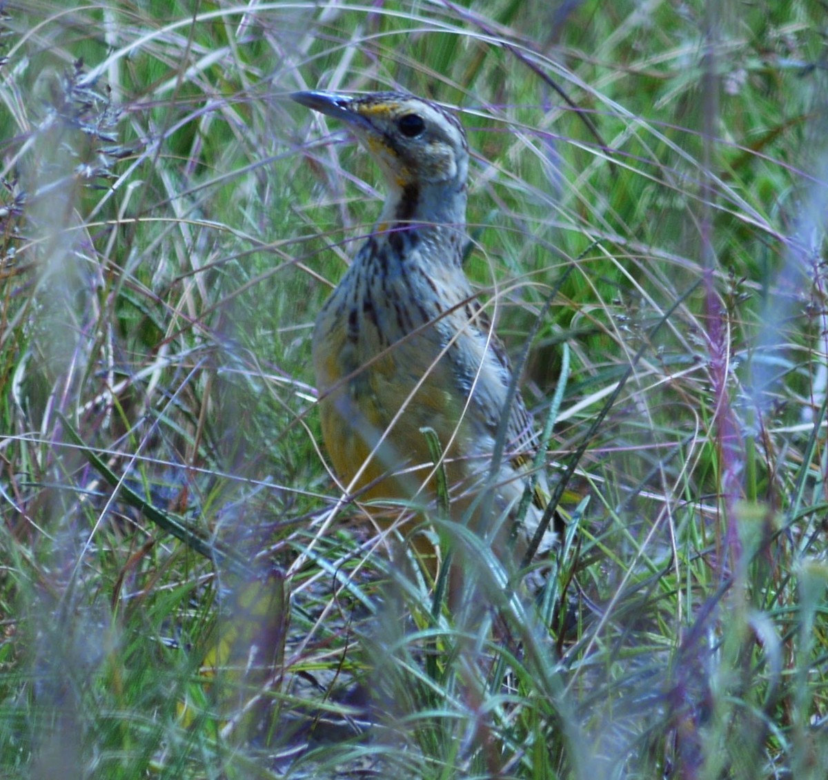 Orange-throated Longclaw - ML608264196