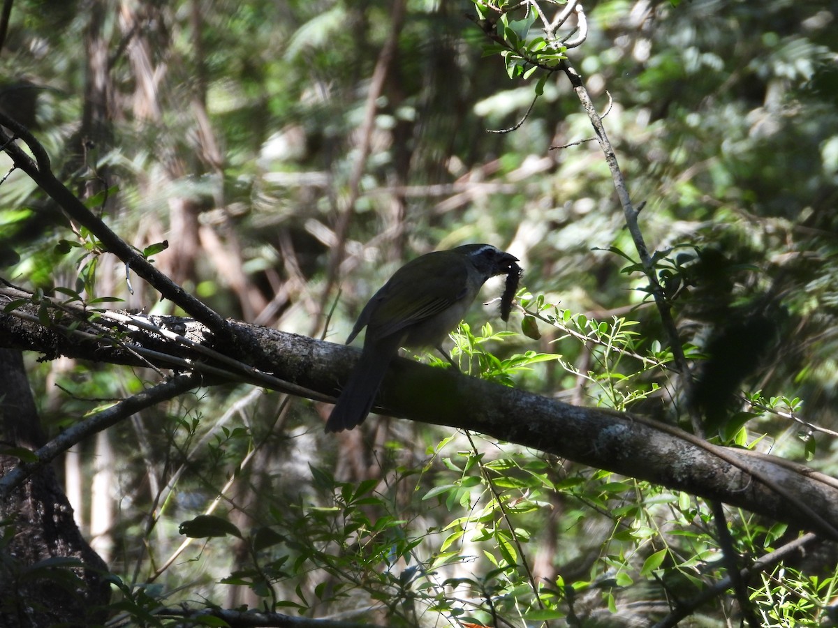Green-winged Saltator - Más Aves