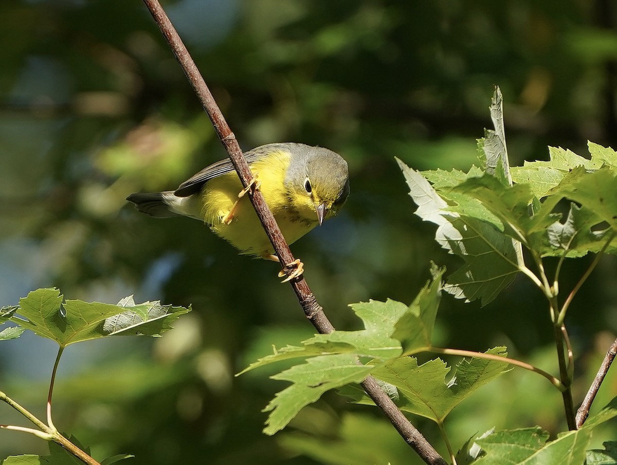 Canada Warbler - ML608264251