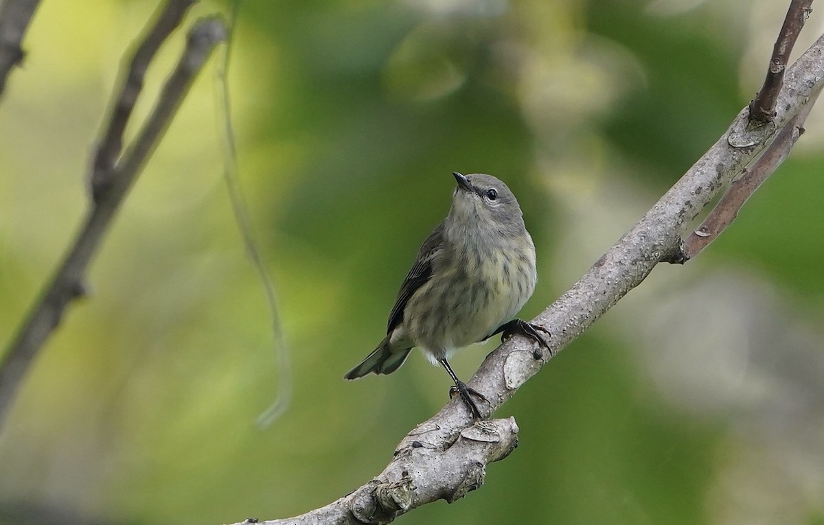Cape May Warbler - ML608264262