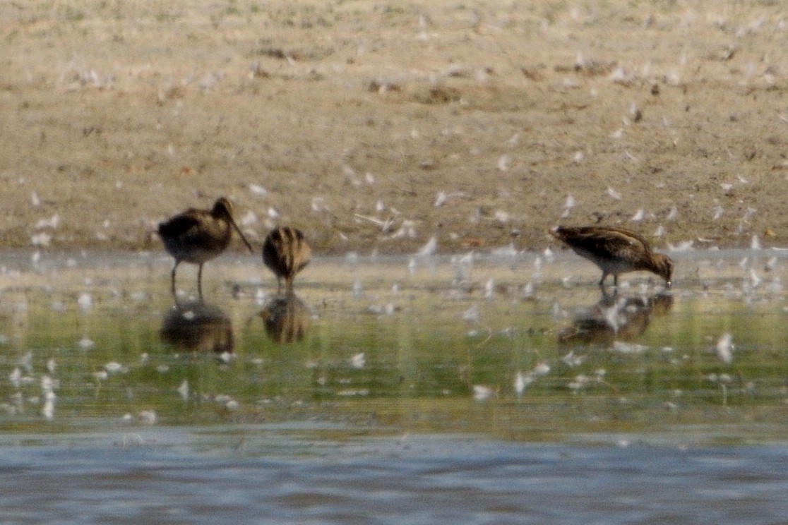 Common Snipe - ML608264355