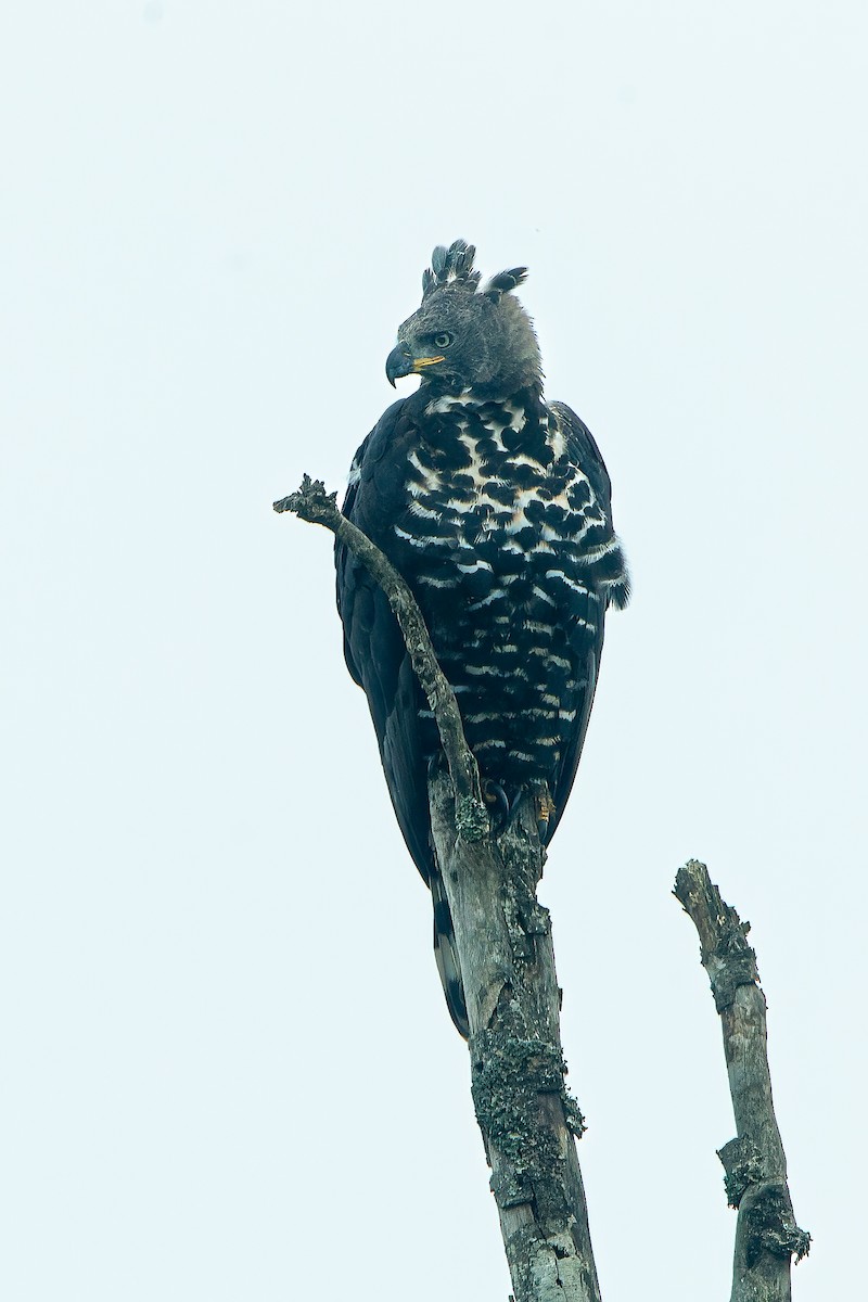 Crowned Eagle - ML608264362