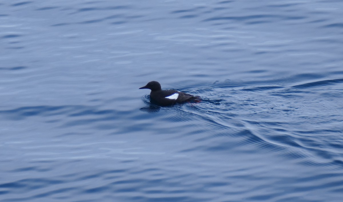 Black Guillemot - ML608264366