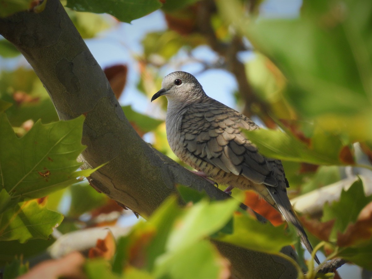 Inca Dove - ML608264377