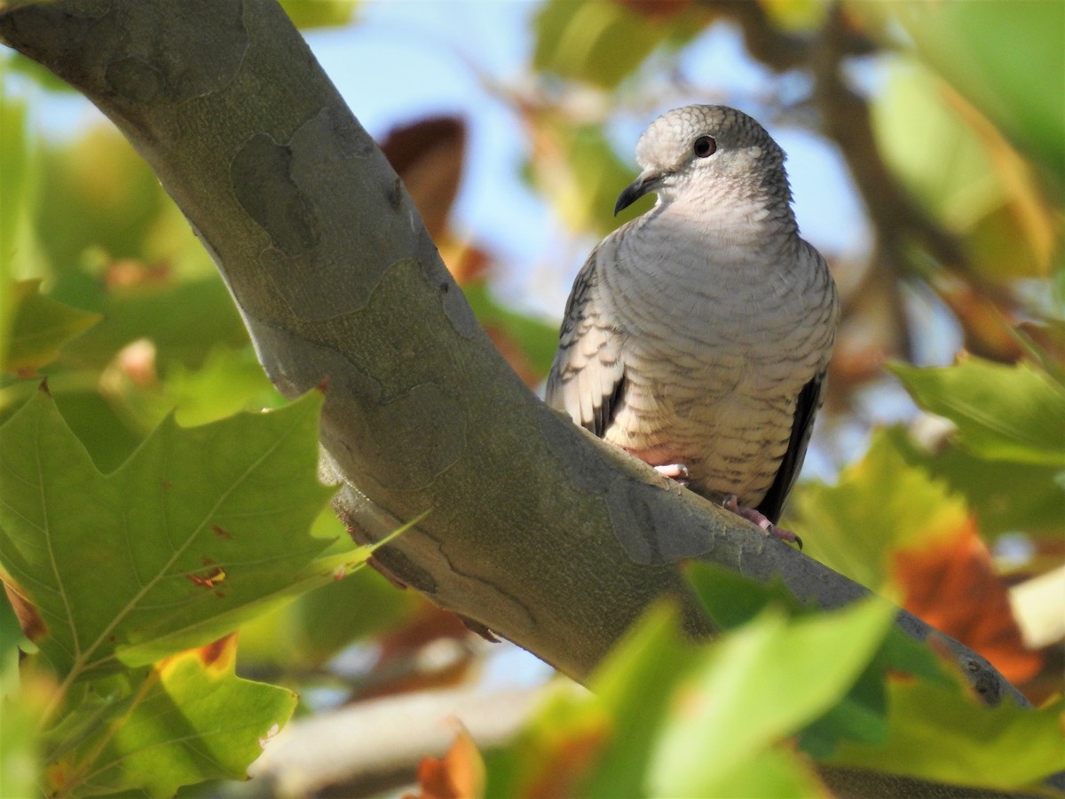 Inca Dove - ML608264382