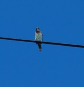 Red-throated Wryneck - ML608264390