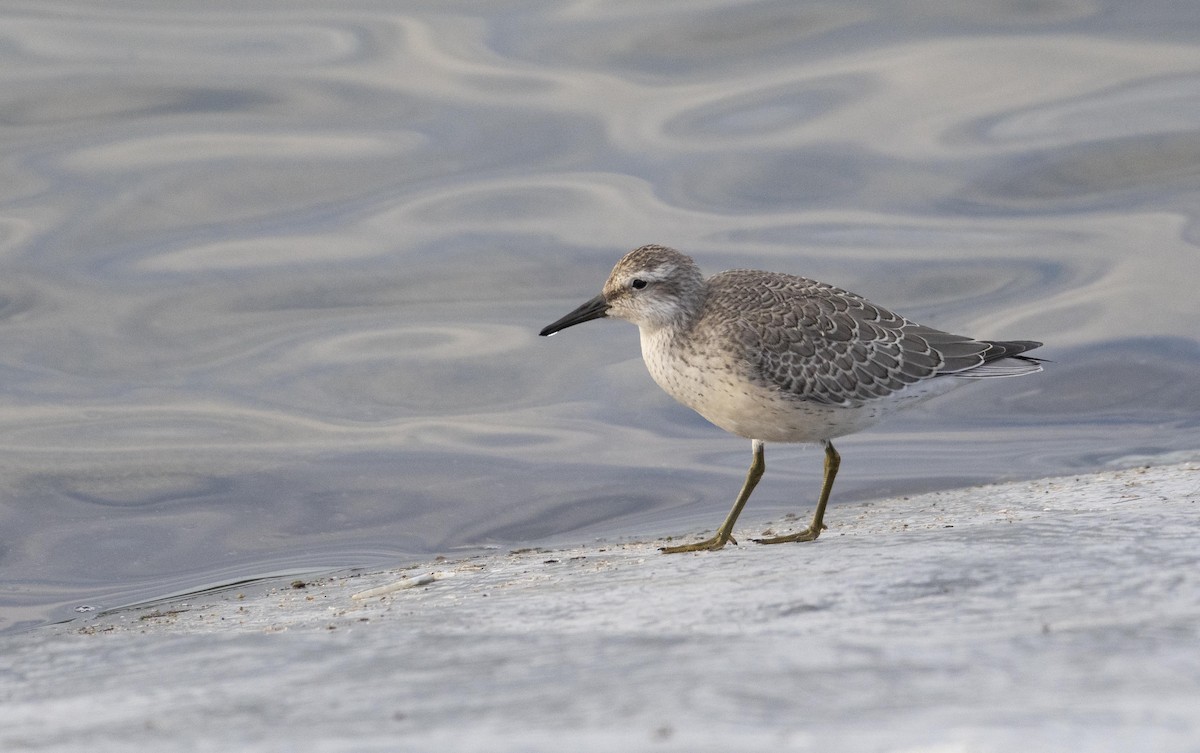 Red Knot - Ed Stubbs