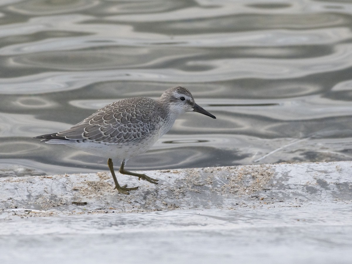 Red Knot - Ed Stubbs