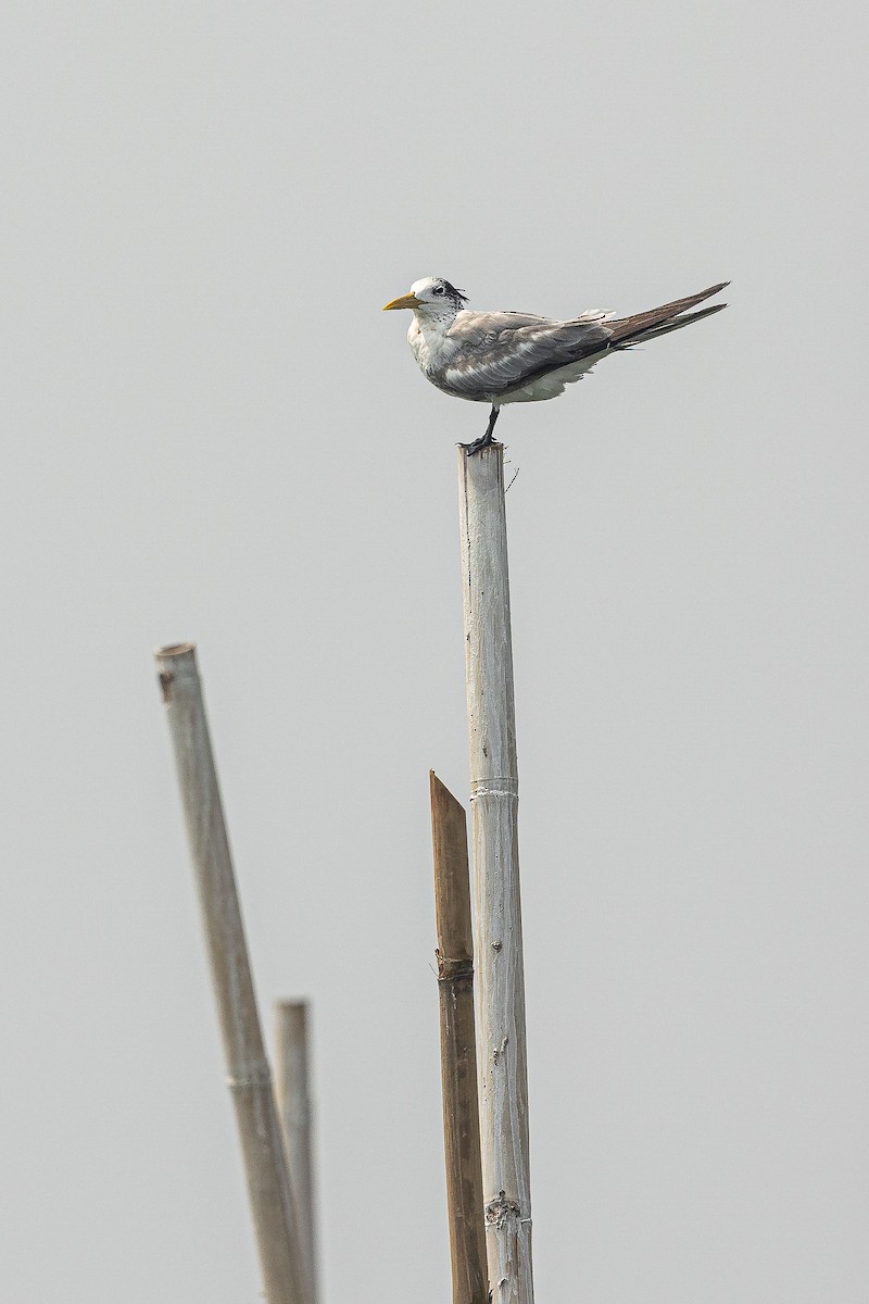 Great Crested Tern - ML608264536