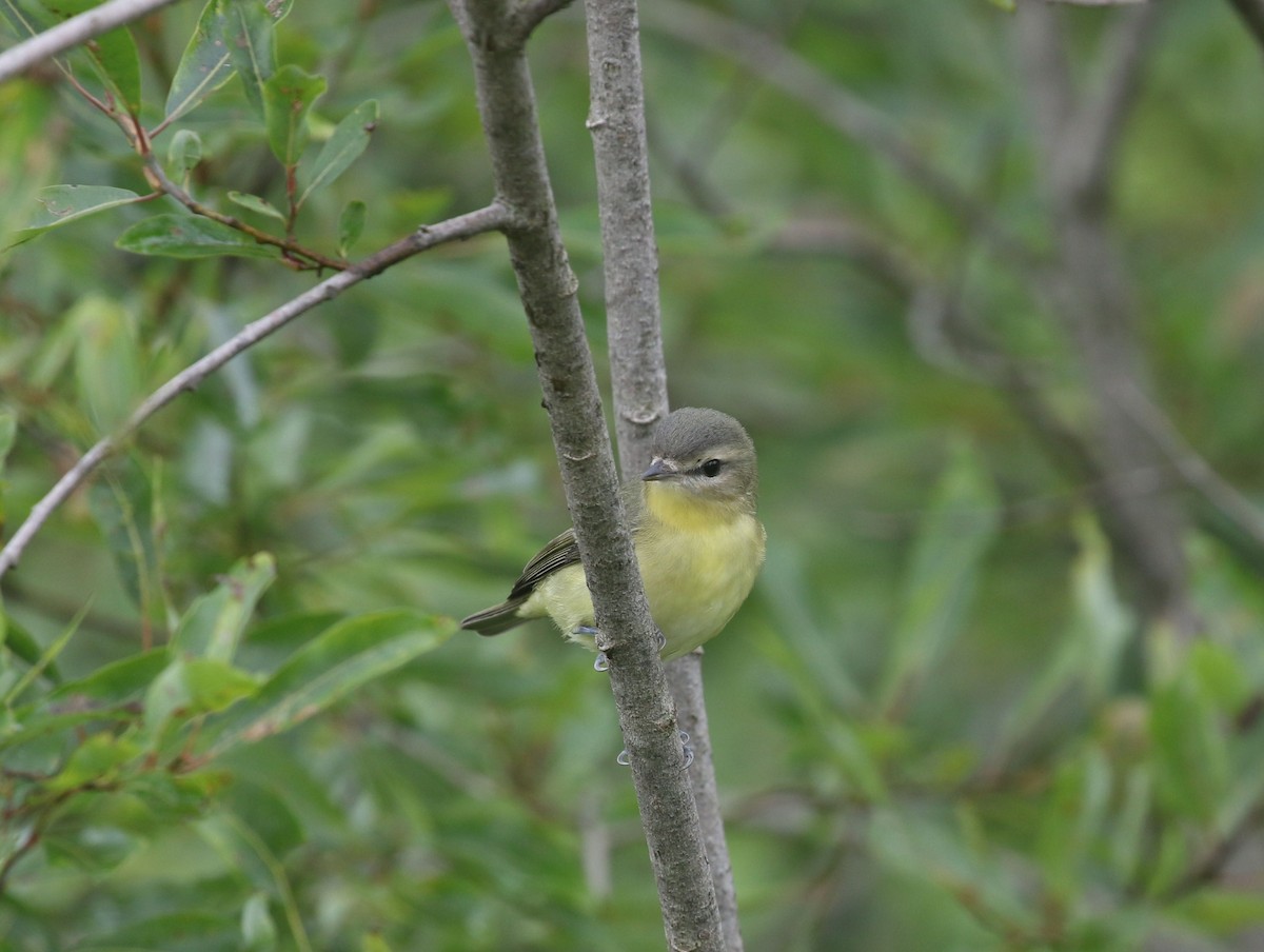 Philadelphia Vireo - ML608264633