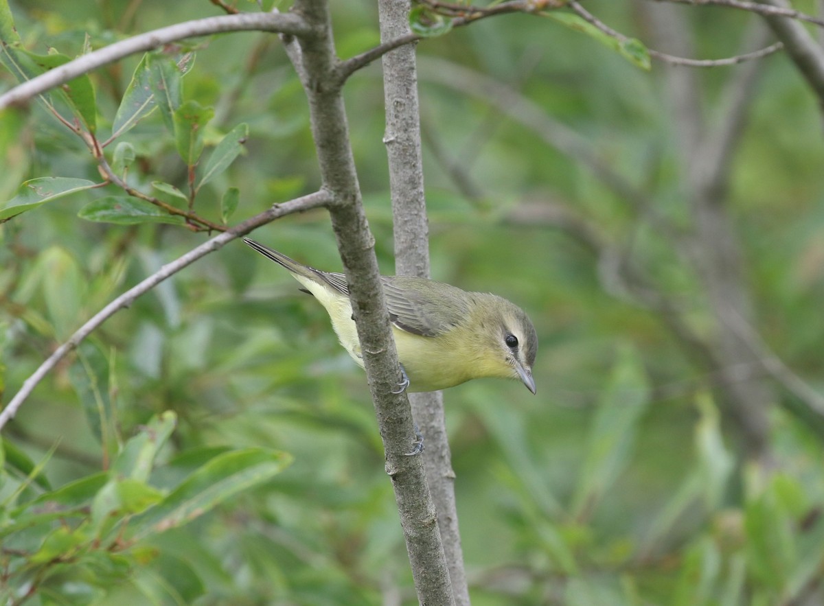 Philadelphia Vireo - ML608264634