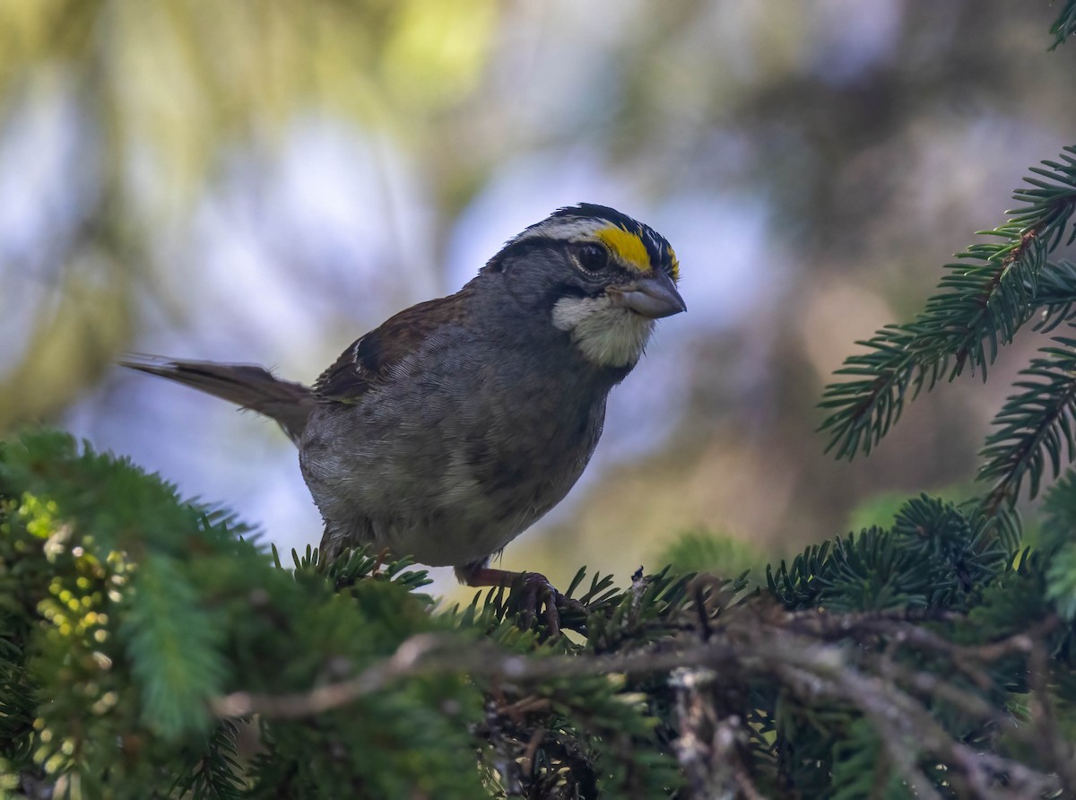 White-throated Sparrow - ML608264746