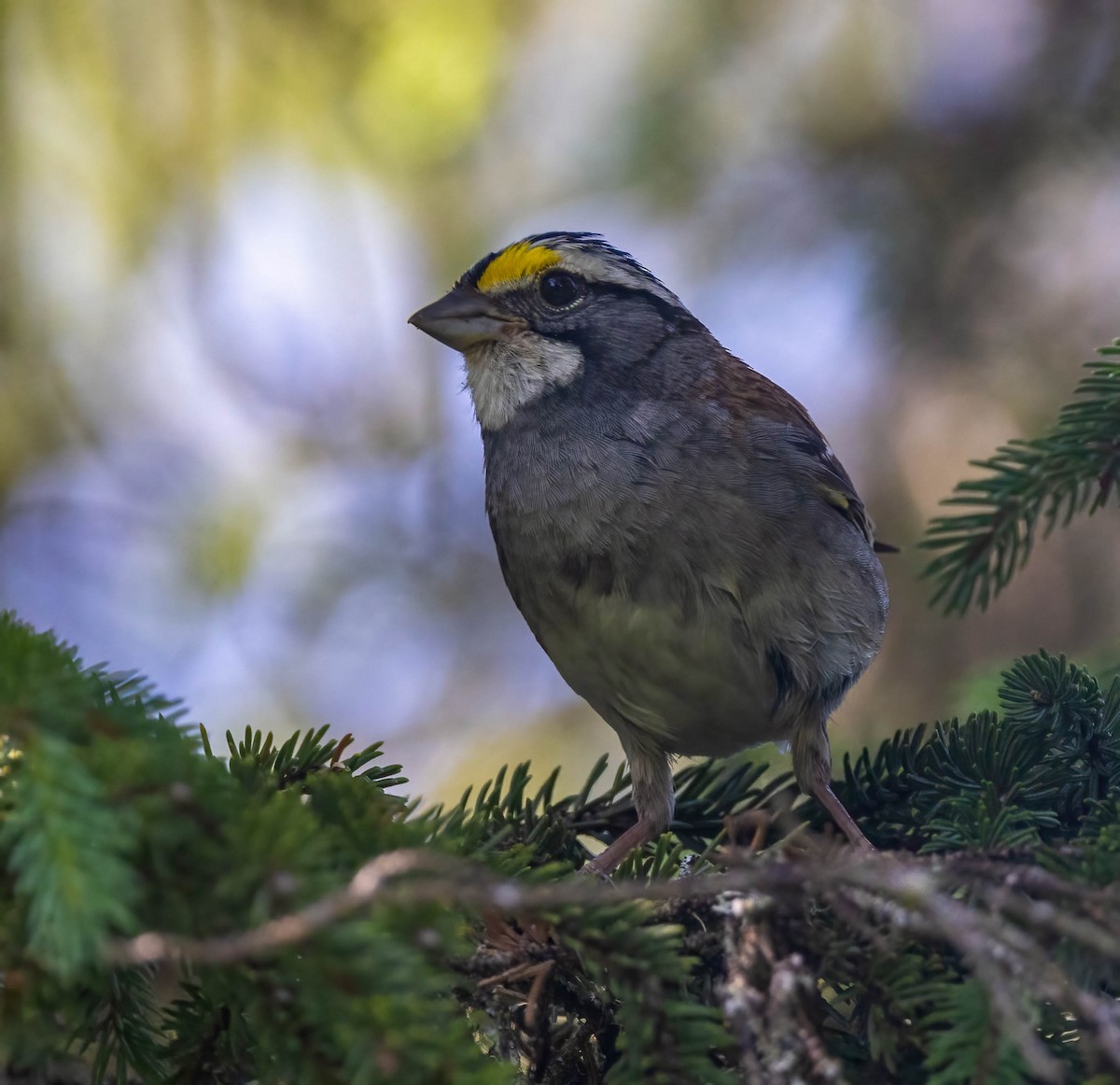 White-throated Sparrow - ML608264747