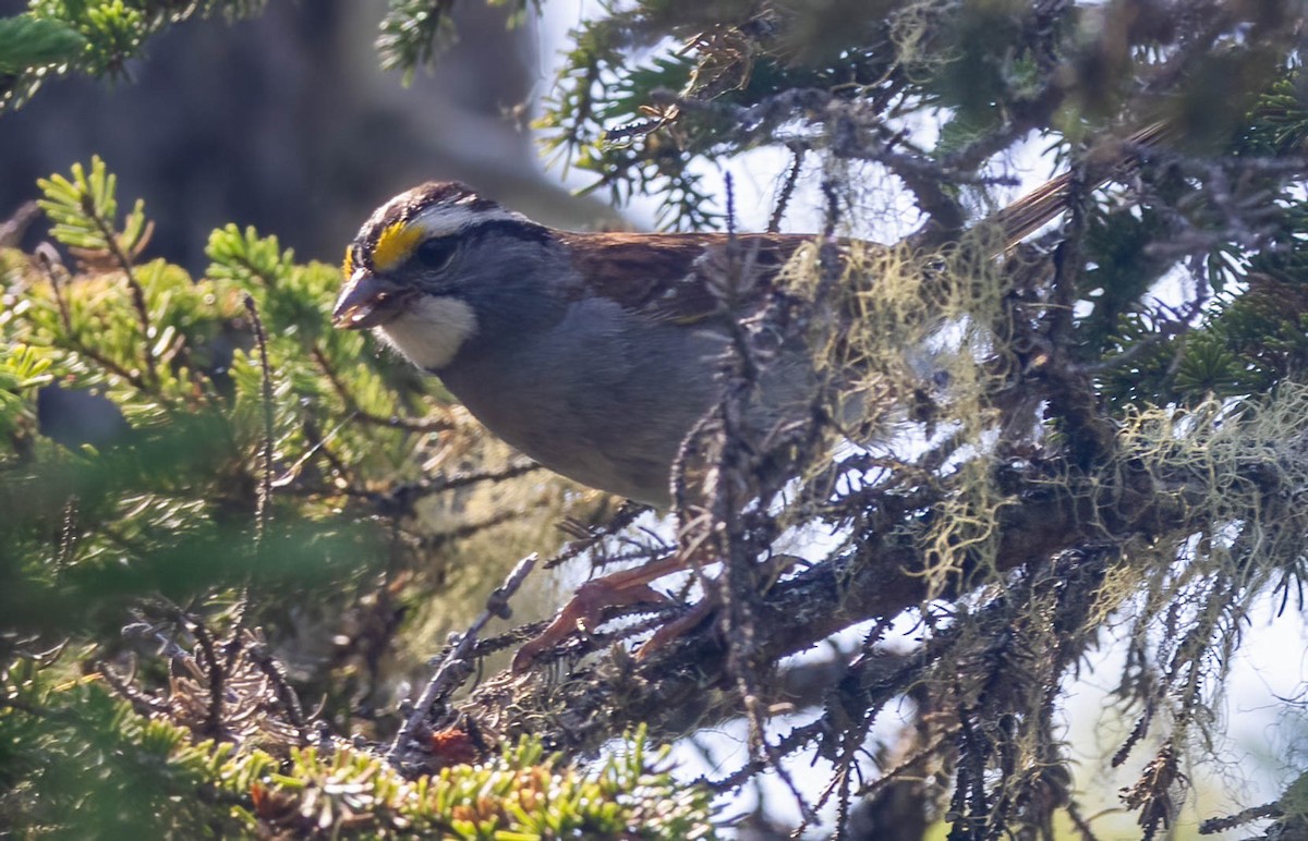White-throated Sparrow - ML608264757