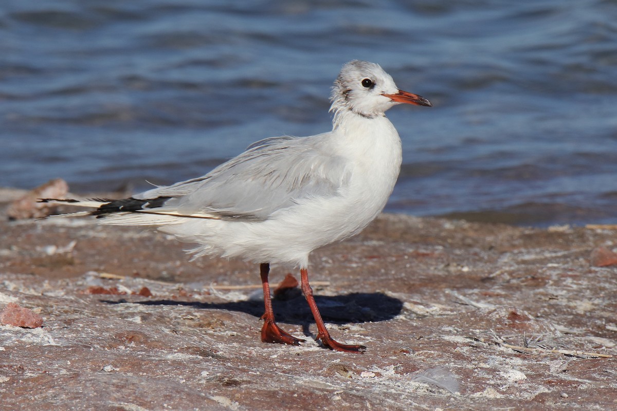 Mouette rieuse - ML608264890