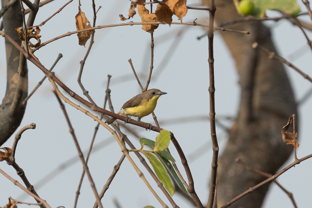 Golden-bellied Gerygone - ML608264897