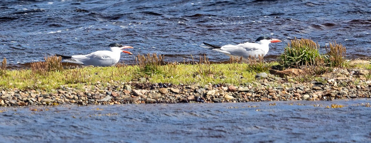 Caspian Tern - Dan Parliament