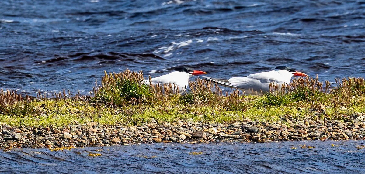 Caspian Tern - Dan Parliament