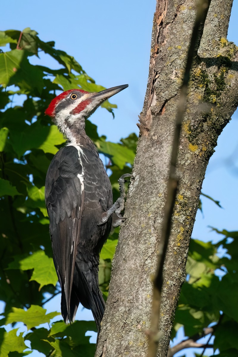 Pileated Woodpecker - ML608264957