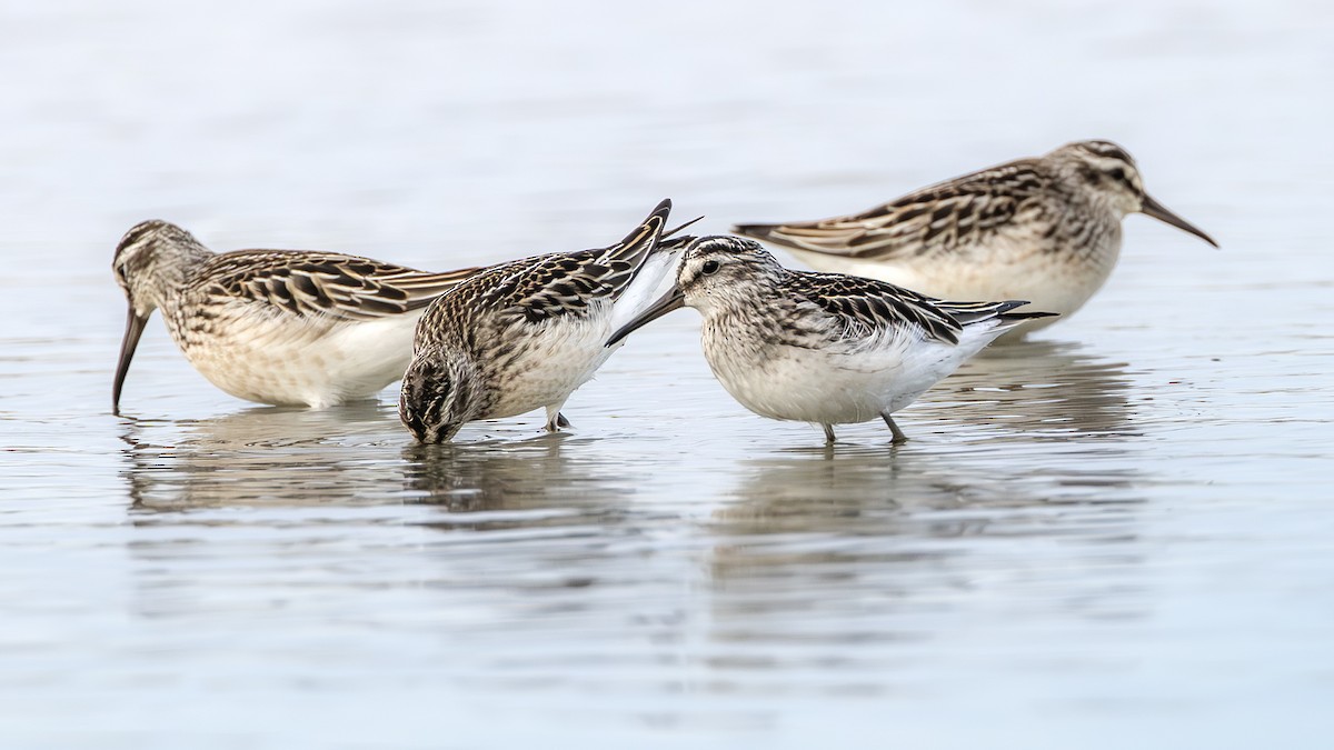 Broad-billed Sandpiper - SONER SABIRLI