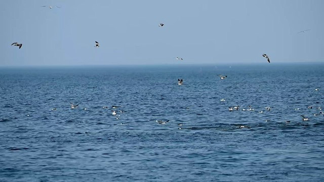 Great Shearwater - ML608265105