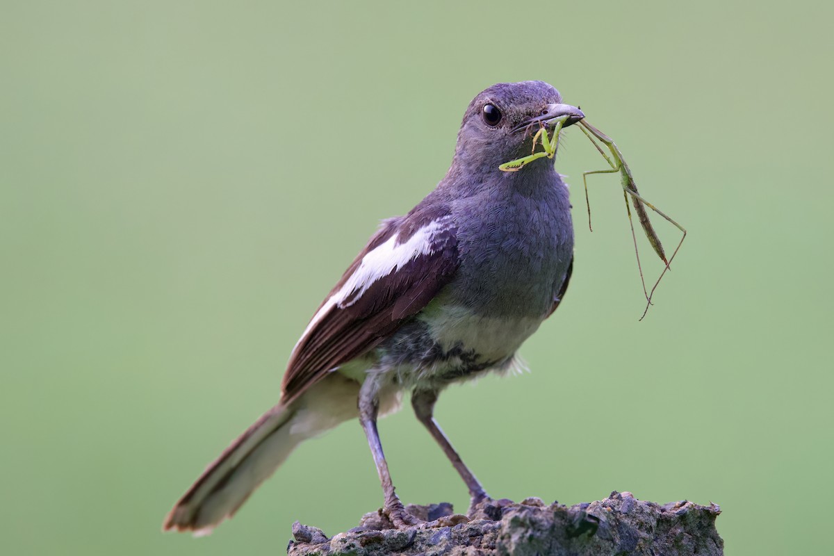 Oriental Magpie-Robin - Sourav Mandal