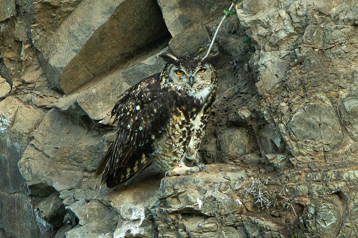 Cape Eagle-Owl (Northern) - ML608265211
