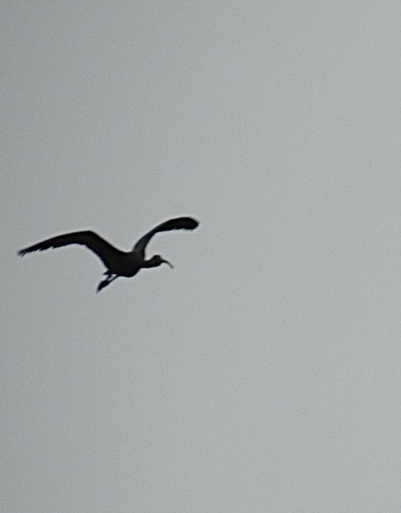 ibis hnědý - ML608265280