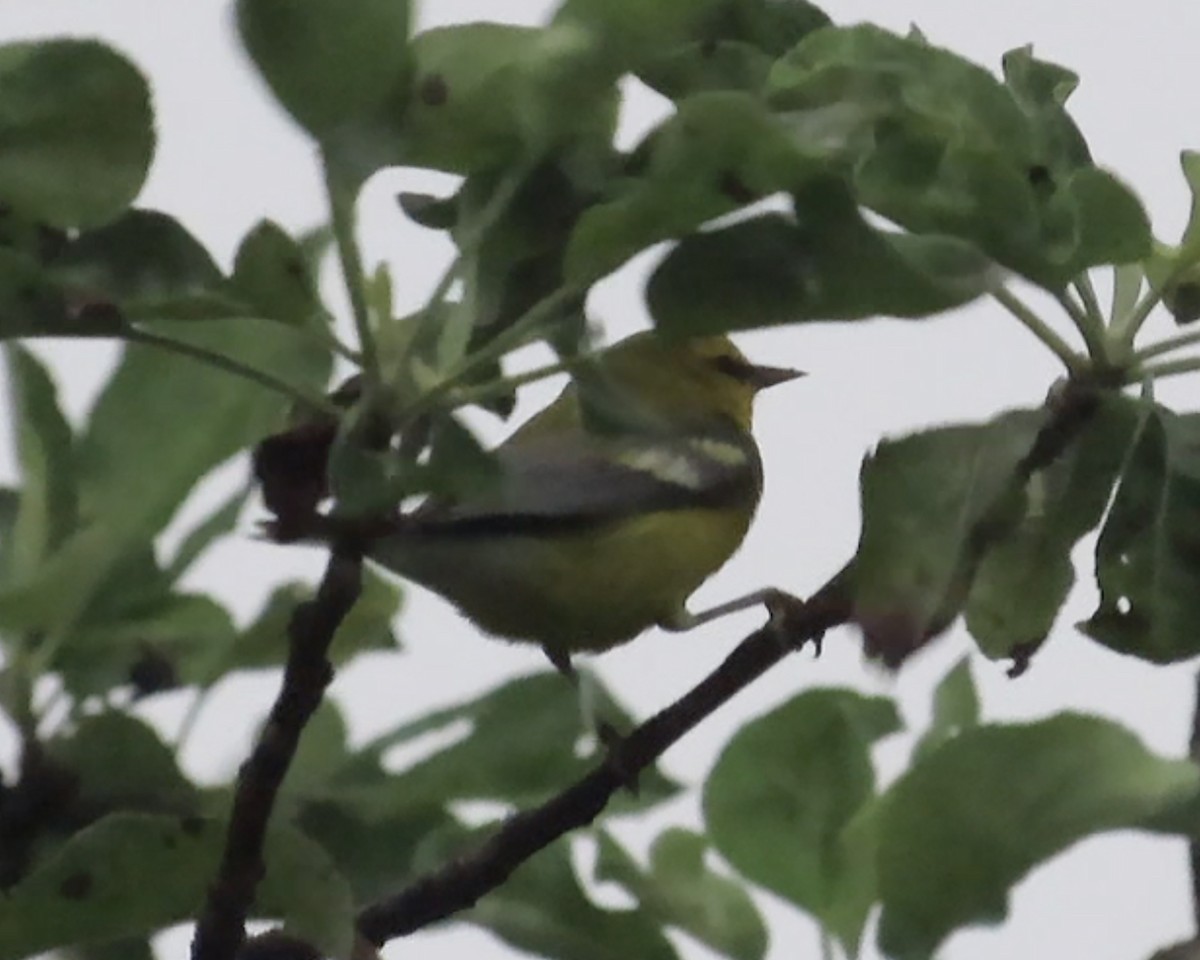 Blue-winged Warbler - ML608265319