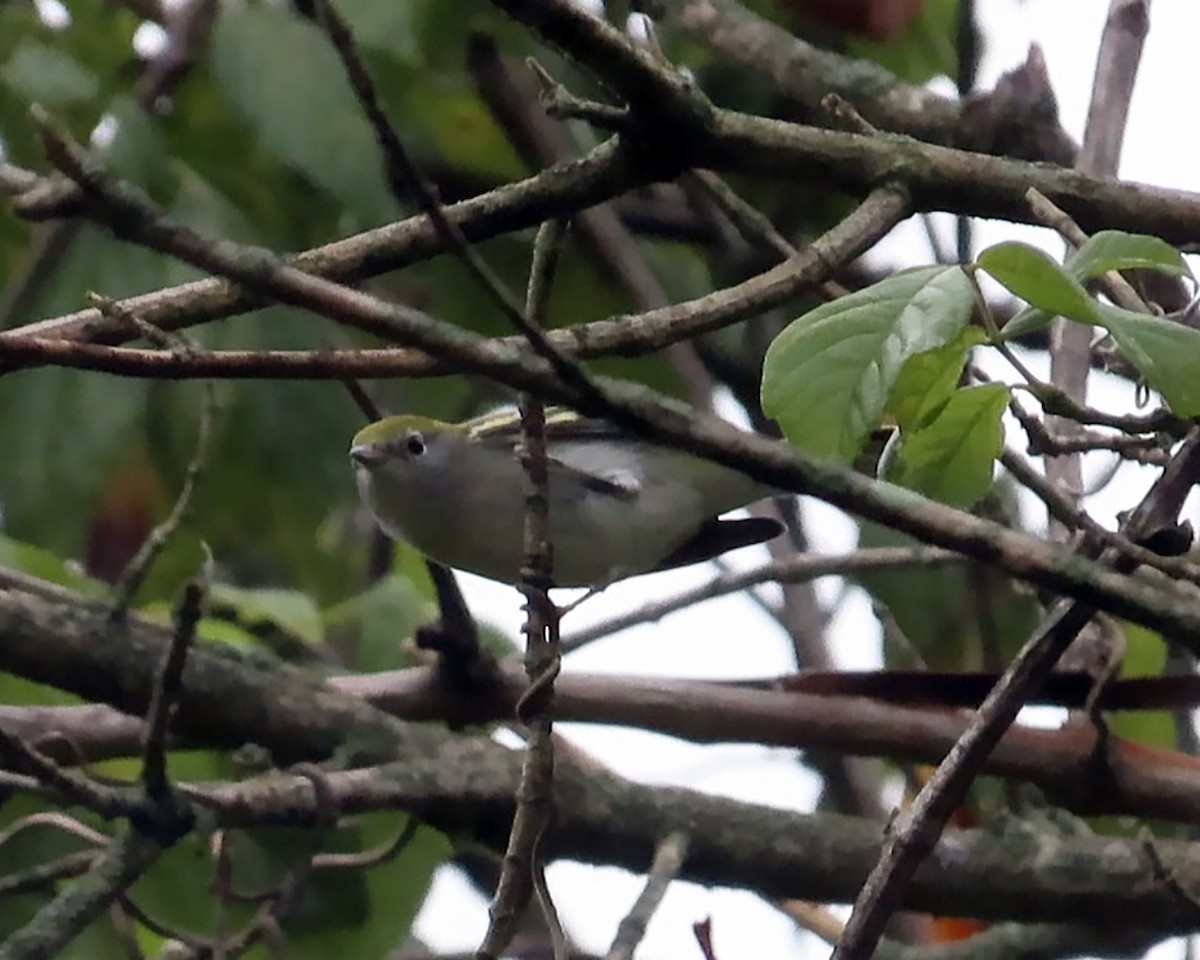 Chestnut-sided Warbler - ML608265330