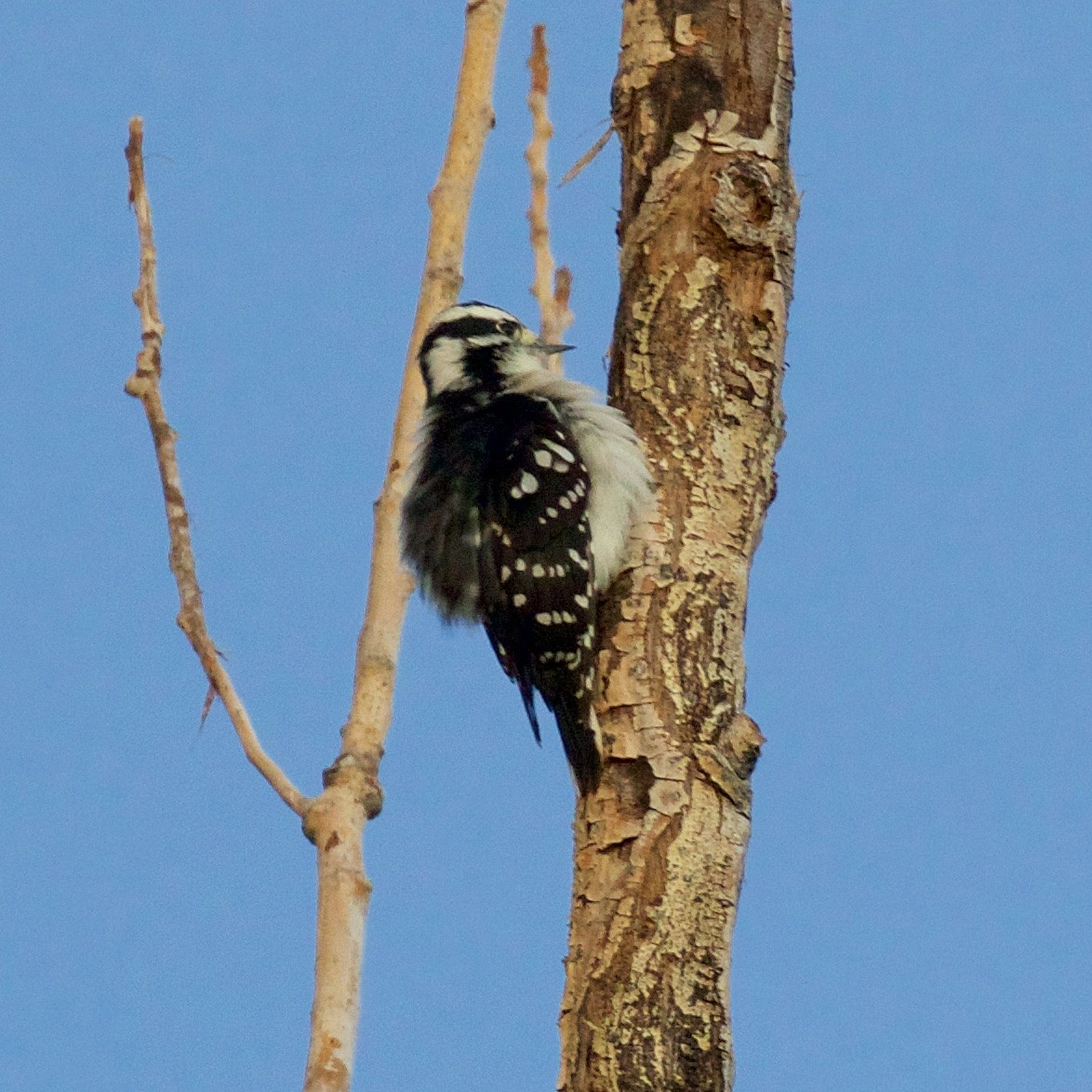 Downy Woodpecker - ML608265369