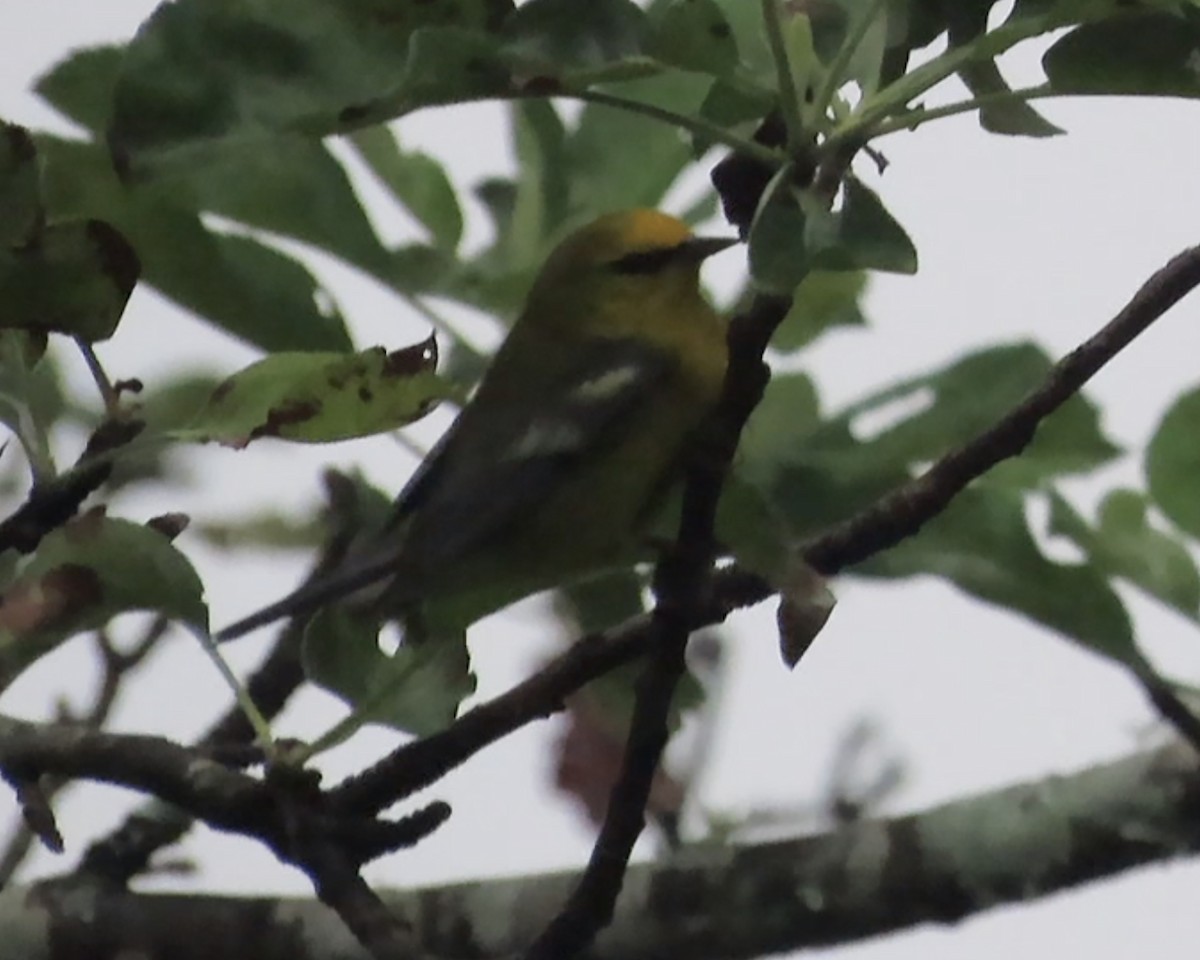 Blue-winged Warbler - ML608265500