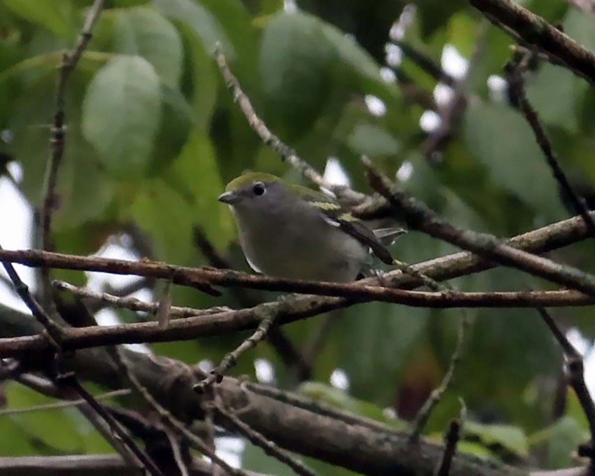 Chestnut-sided Warbler - ML608265517