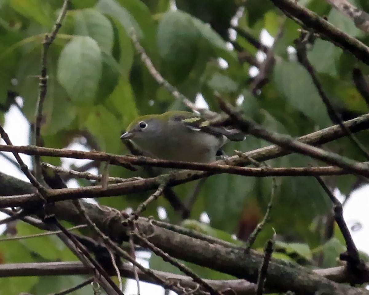 Chestnut-sided Warbler - ML608265518