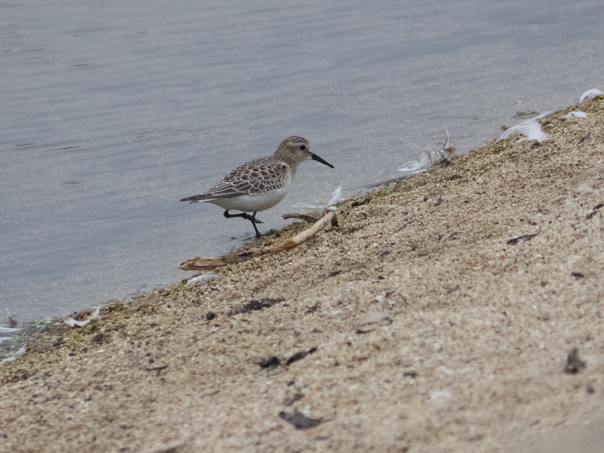 Baird's Sandpiper - ML608265834