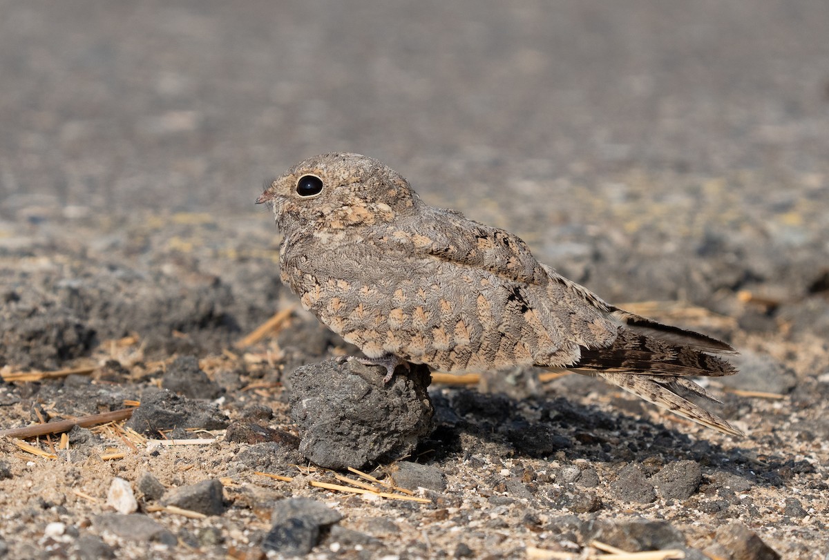 Egyptian Nightjar - ML608265848