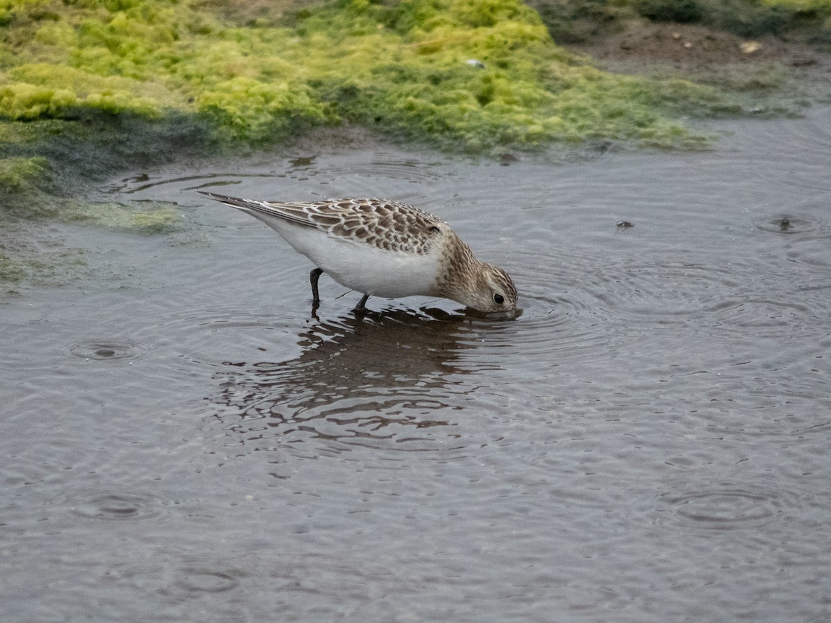 Baird's Sandpiper - ML608265880