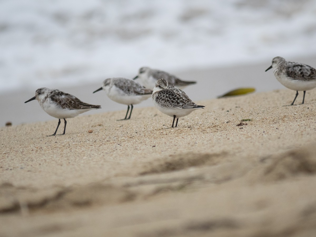 Sanderling - ML608265889