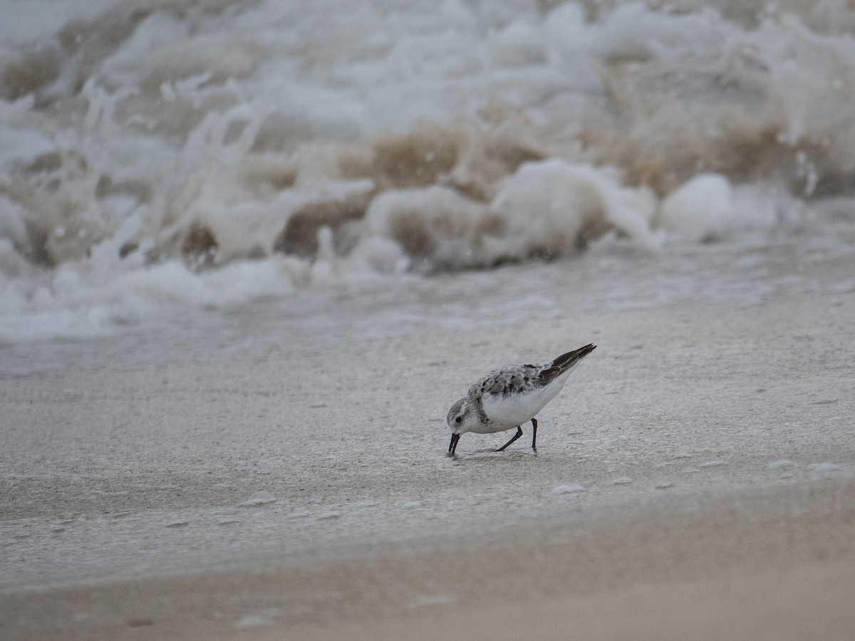 Sanderling - ML608265907