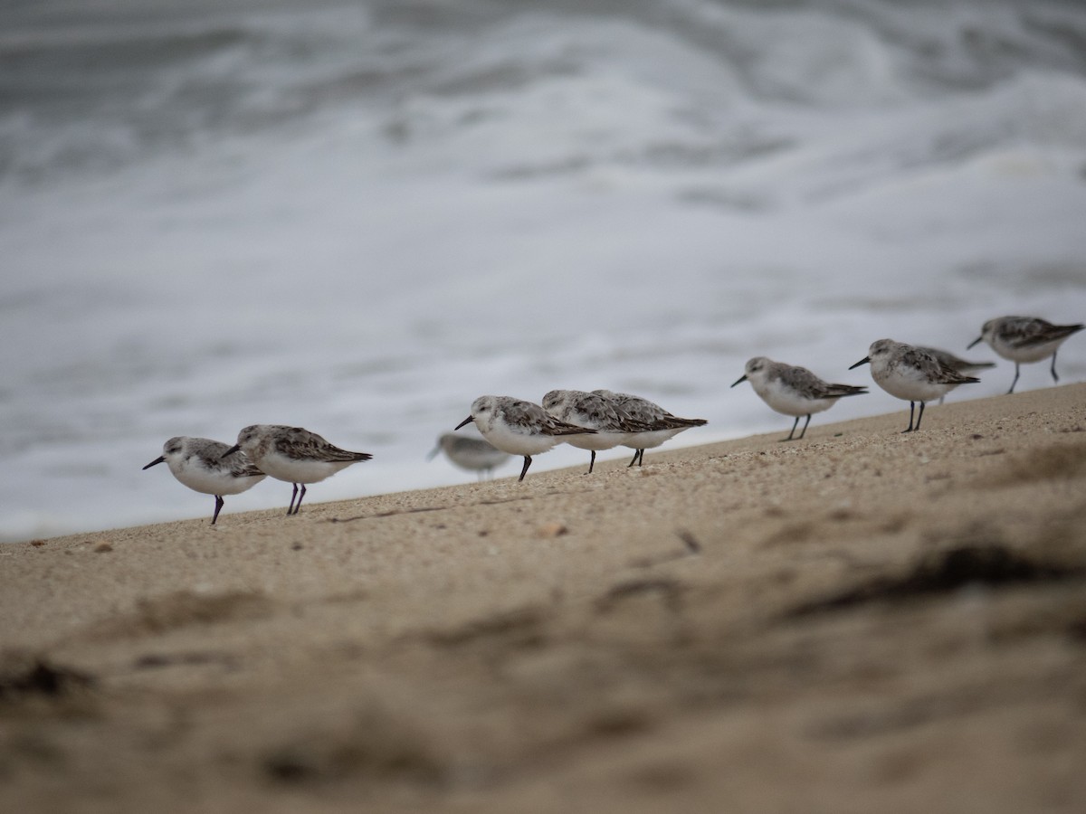 Sanderling - ML608265908